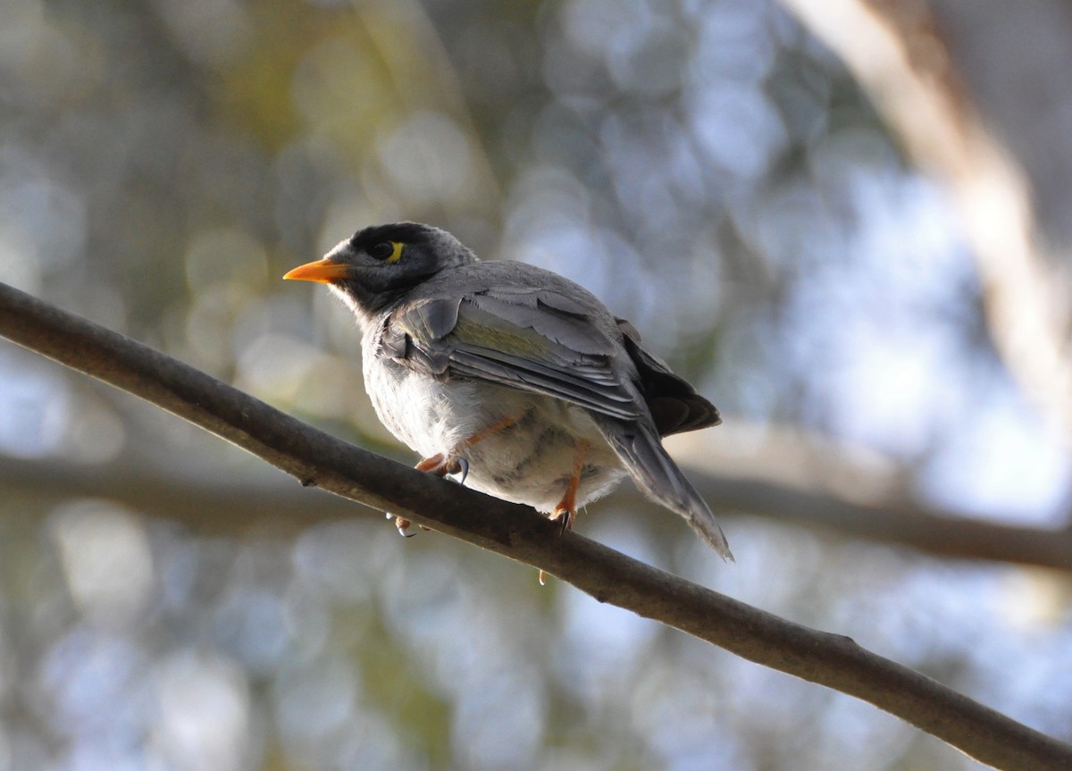 Noisy Miner - ML395852271