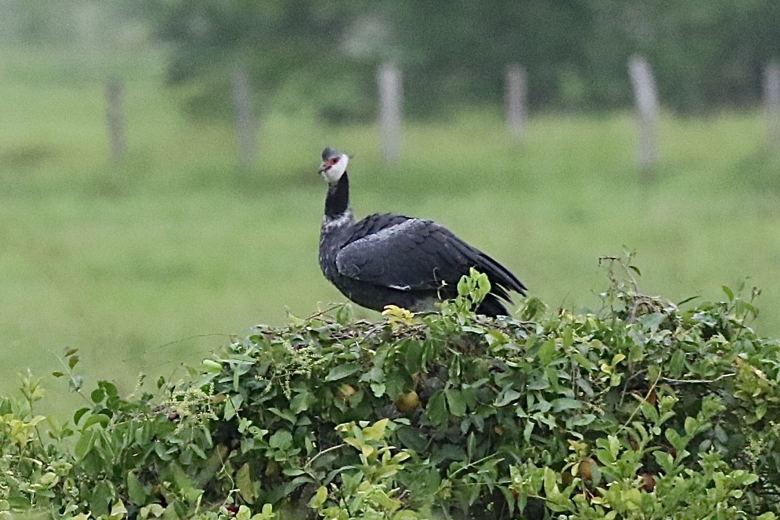 Northern Screamer - Lisa Carol Wolf
