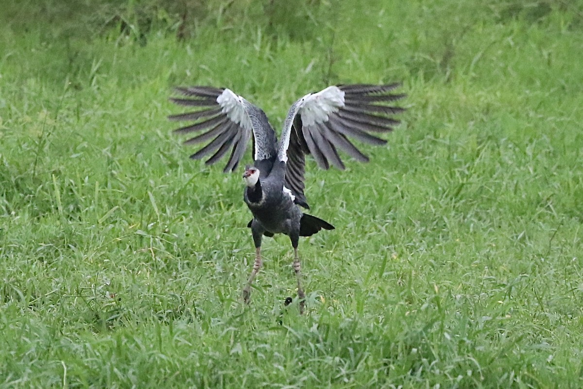 Northern Screamer - Lisa Carol Wolf