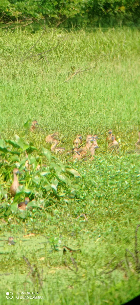 Lesser Whistling-Duck - ML395852931