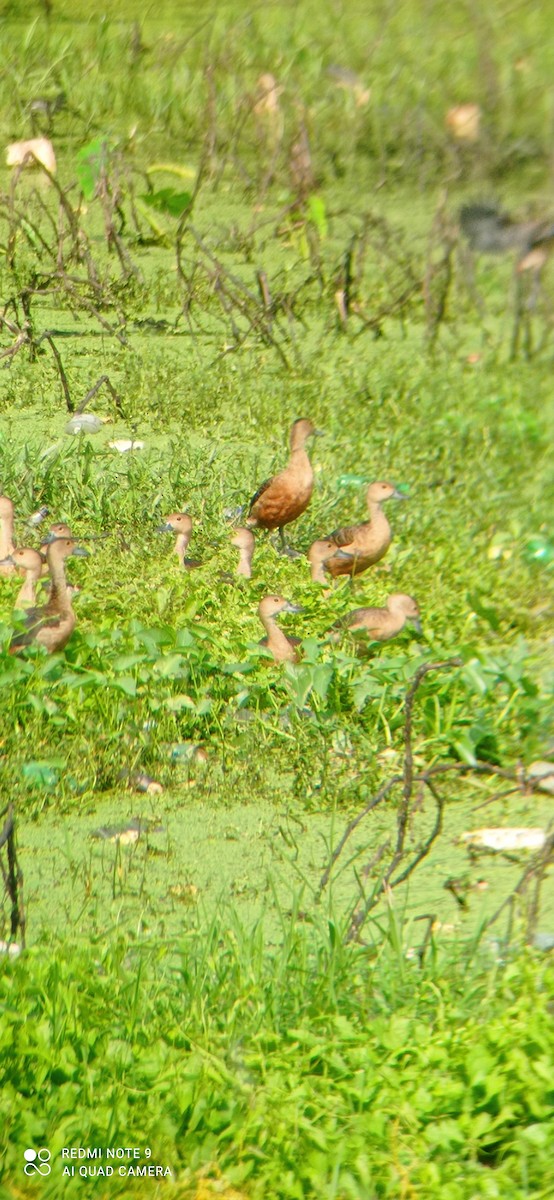 Lesser Whistling-Duck - ML395852941