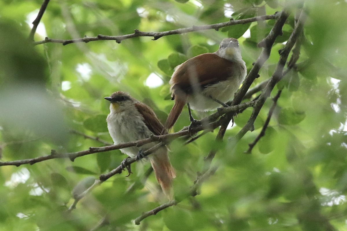 Yellow-chinned Spinetail - Lisa Carol Wolf