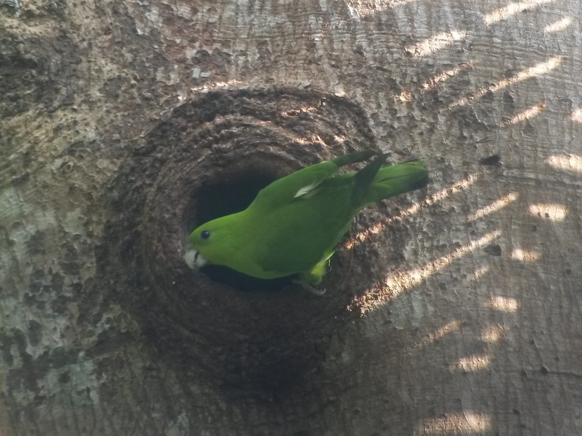 ML395853351 - Green Racquet-tail - Macaulay Library