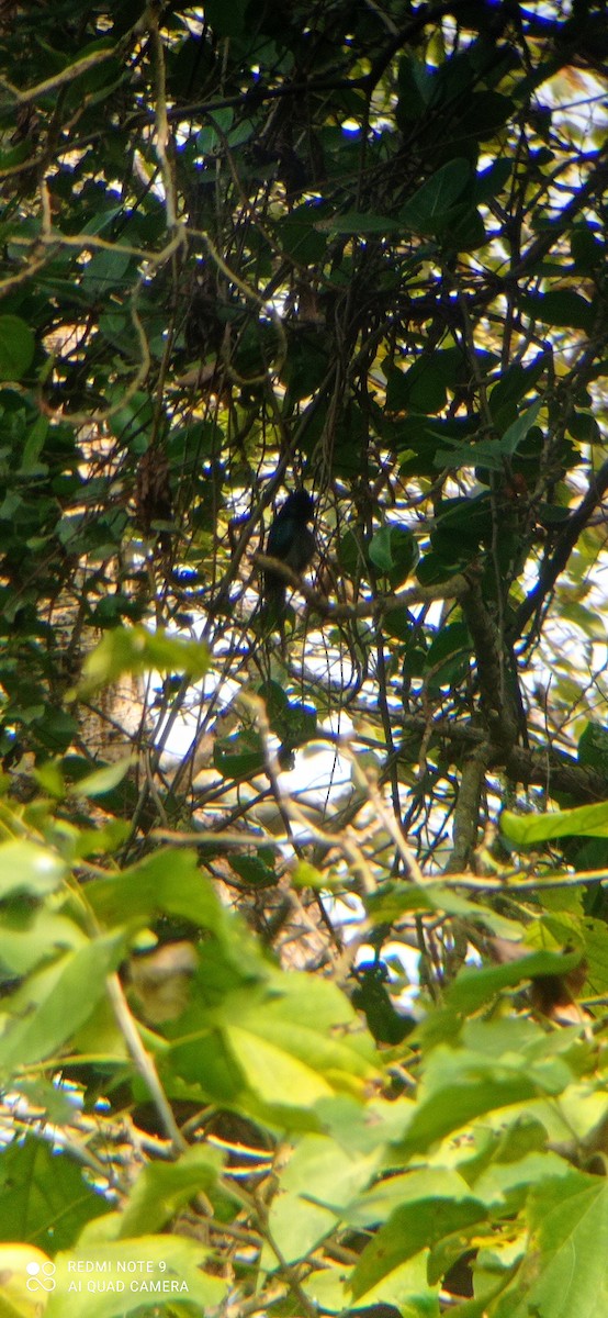 Drongo bronzé - ML395853461