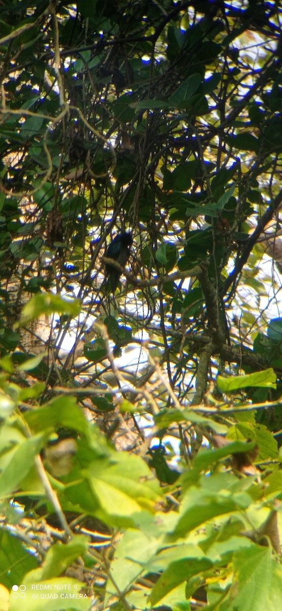 Drongo bronzé - ML395853471