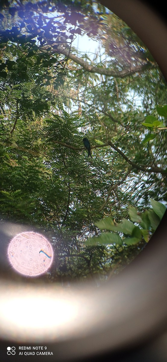 Drongo à crinière - ML395853541