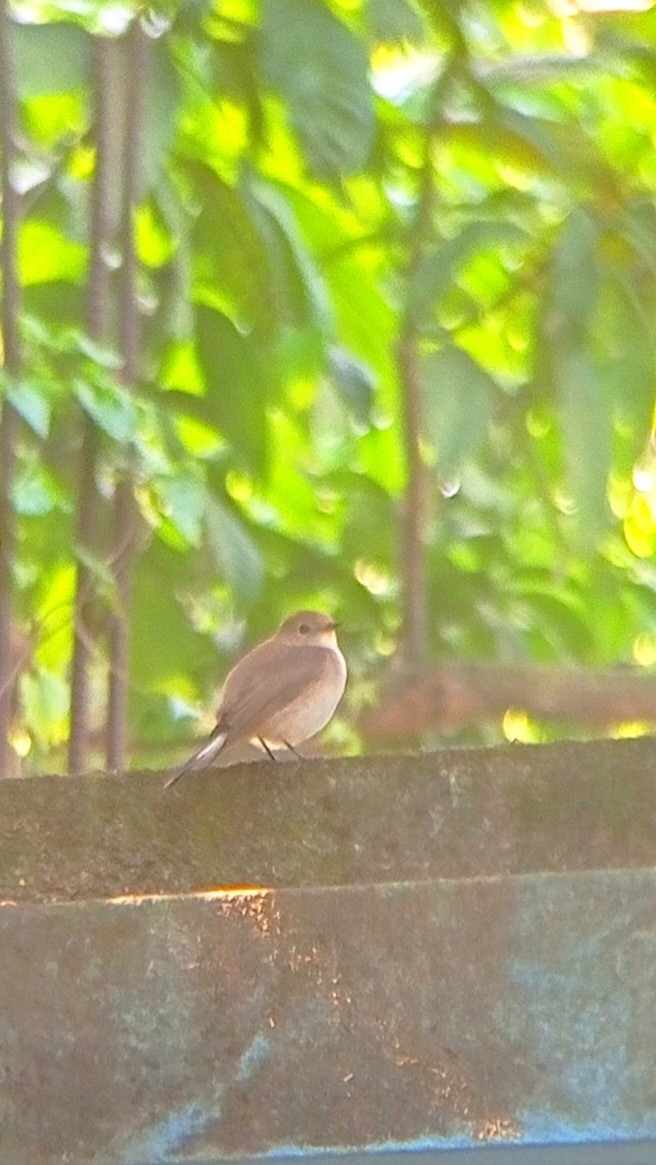 Taiga Flycatcher - ML395853561