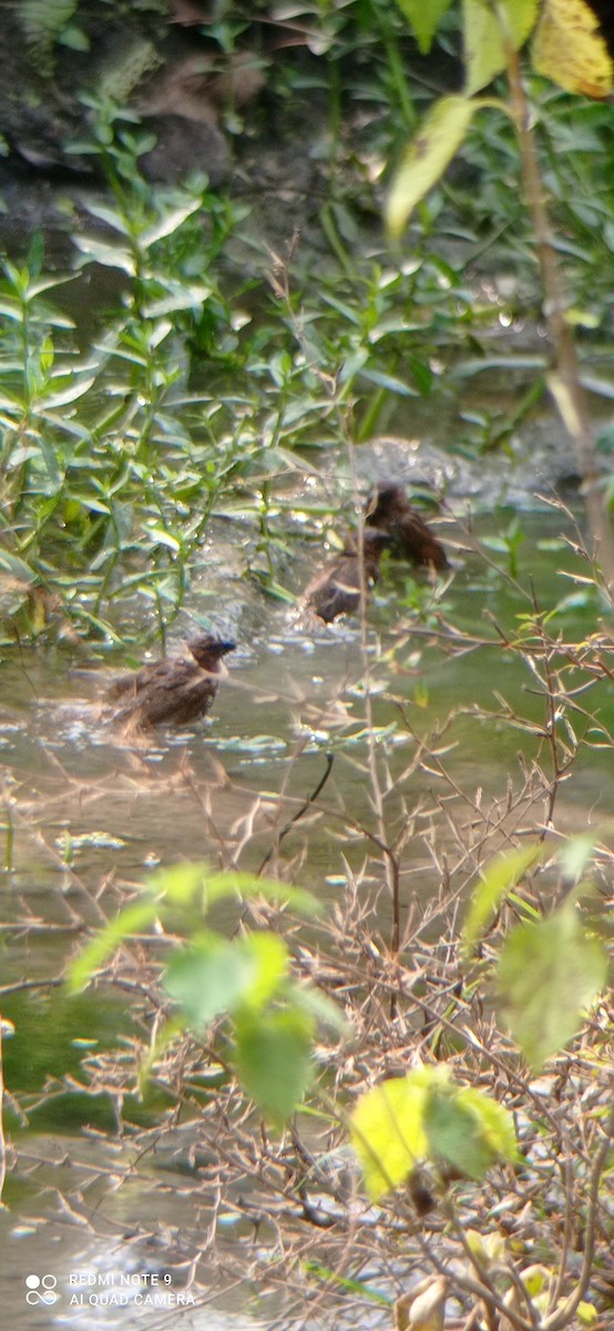 Scaly-breasted Munia - ML395853581