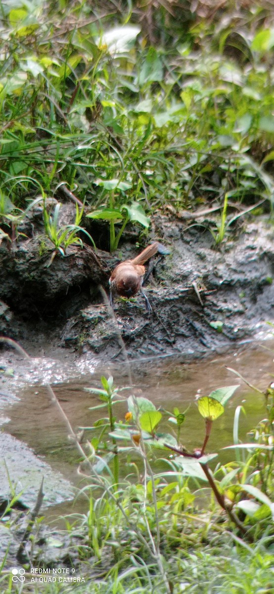 Scaly-breasted Munia - ML395853611