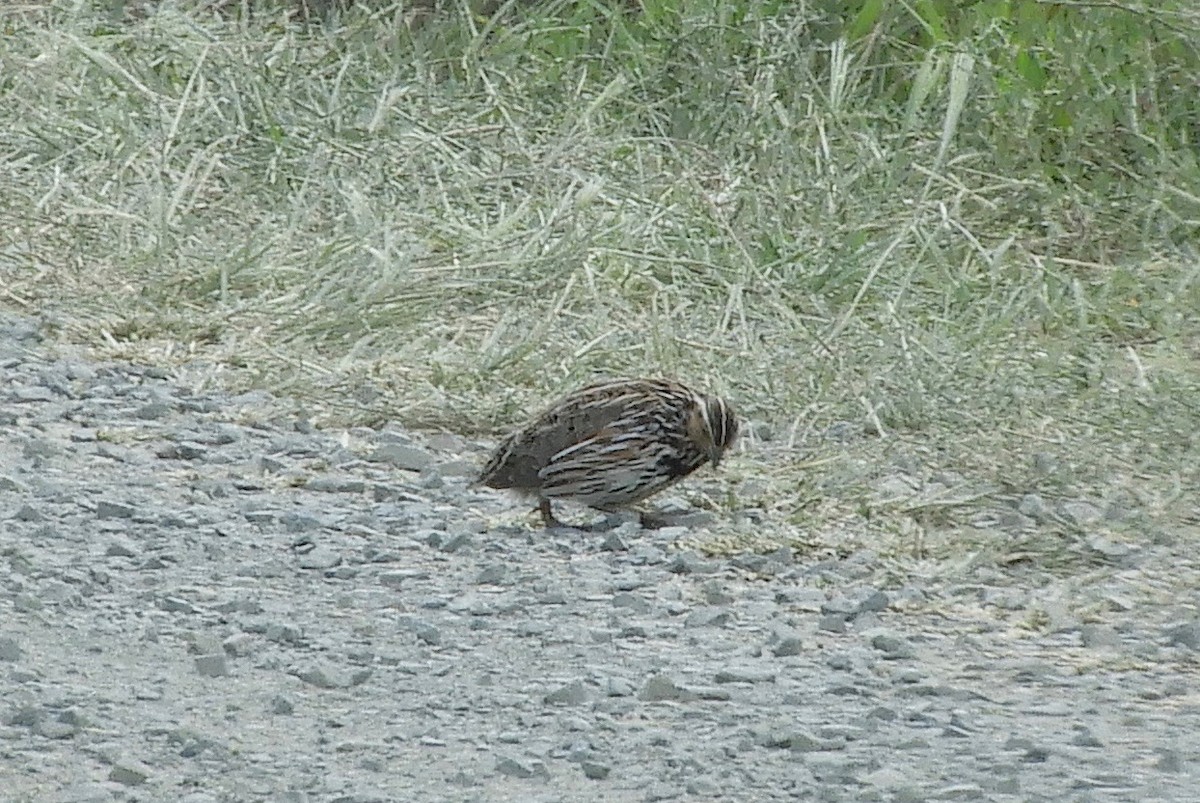 Stubble Quail - Frank Antram