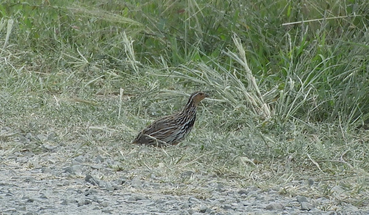 Stubble Quail - ML395853651