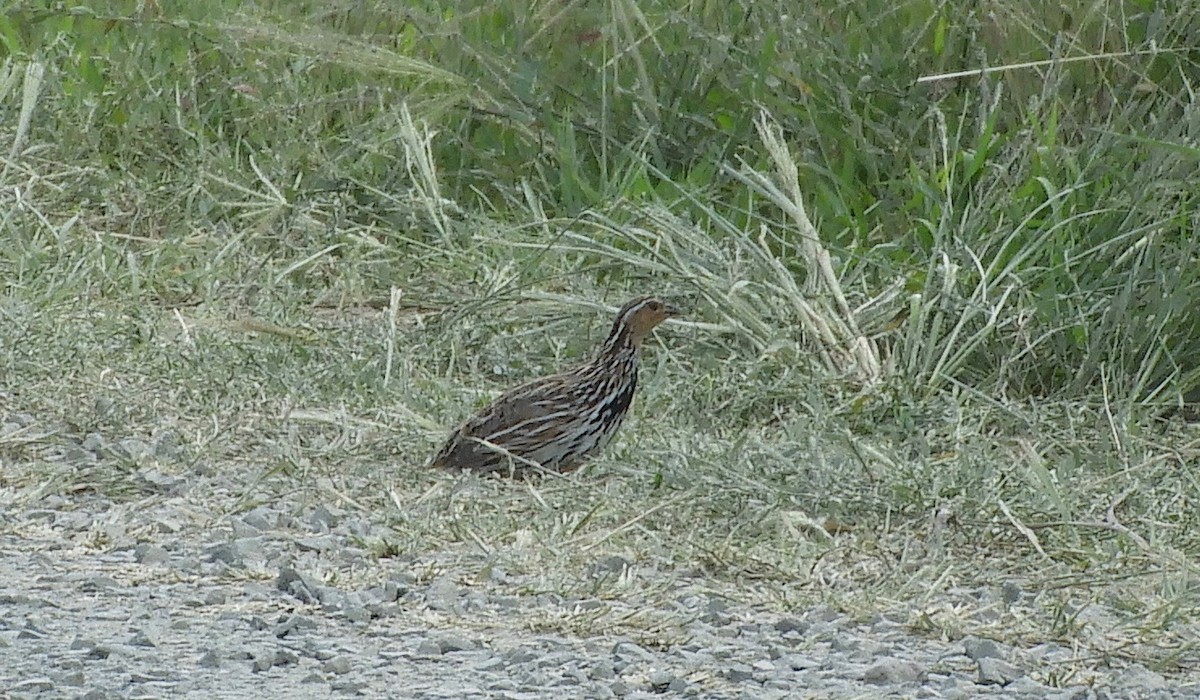 Stubble Quail - Frank Antram