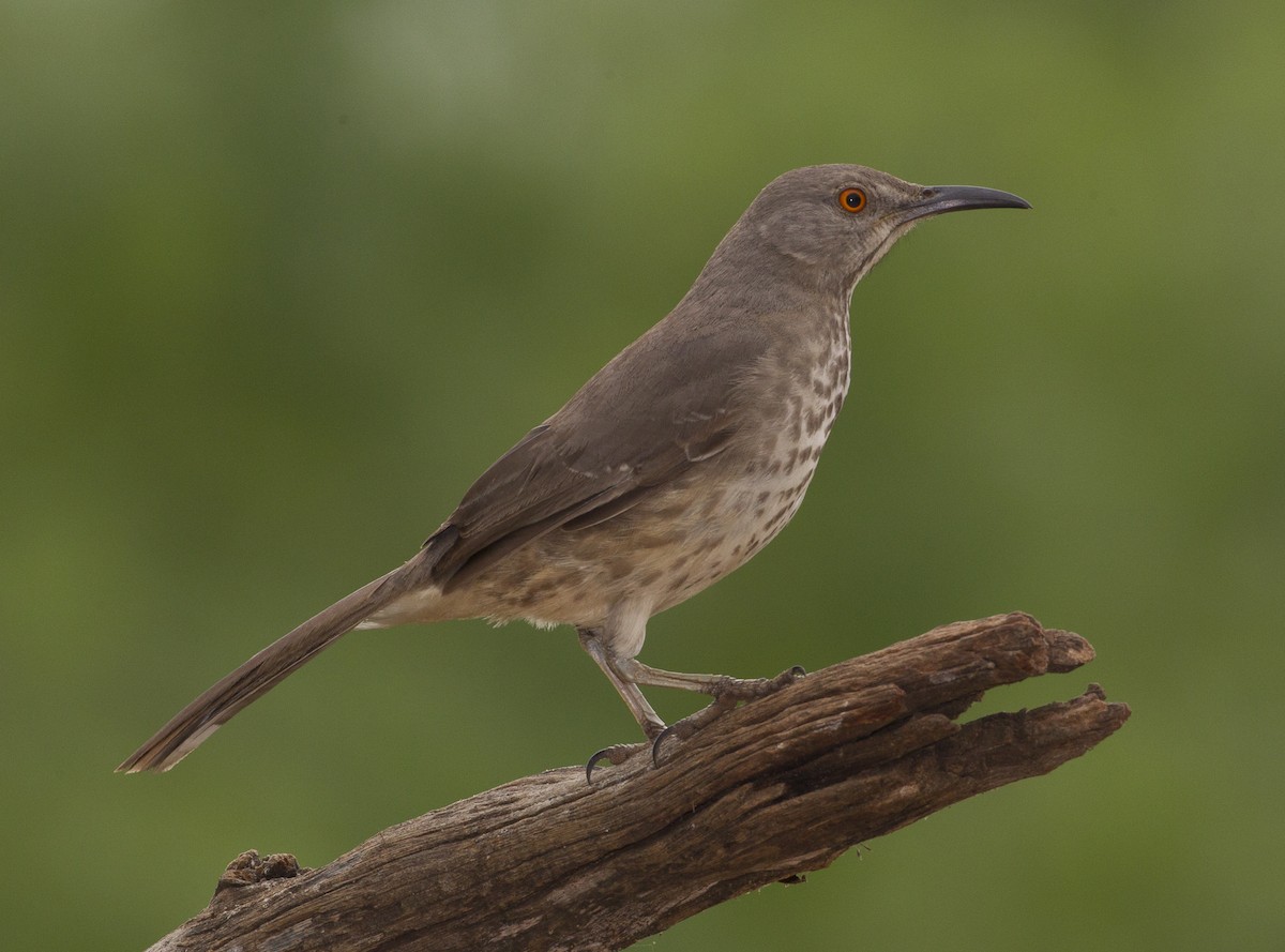 Curve-billed Thrasher - ML39585391