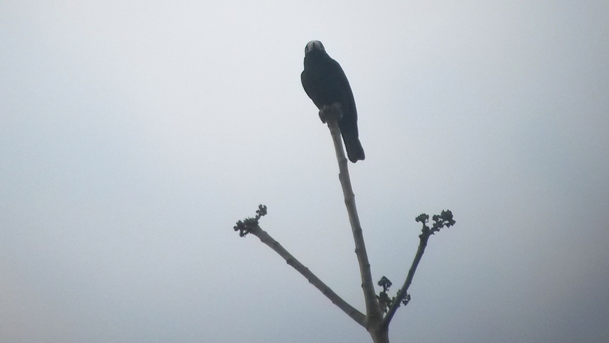 Mésange à front blanc - ML395854311