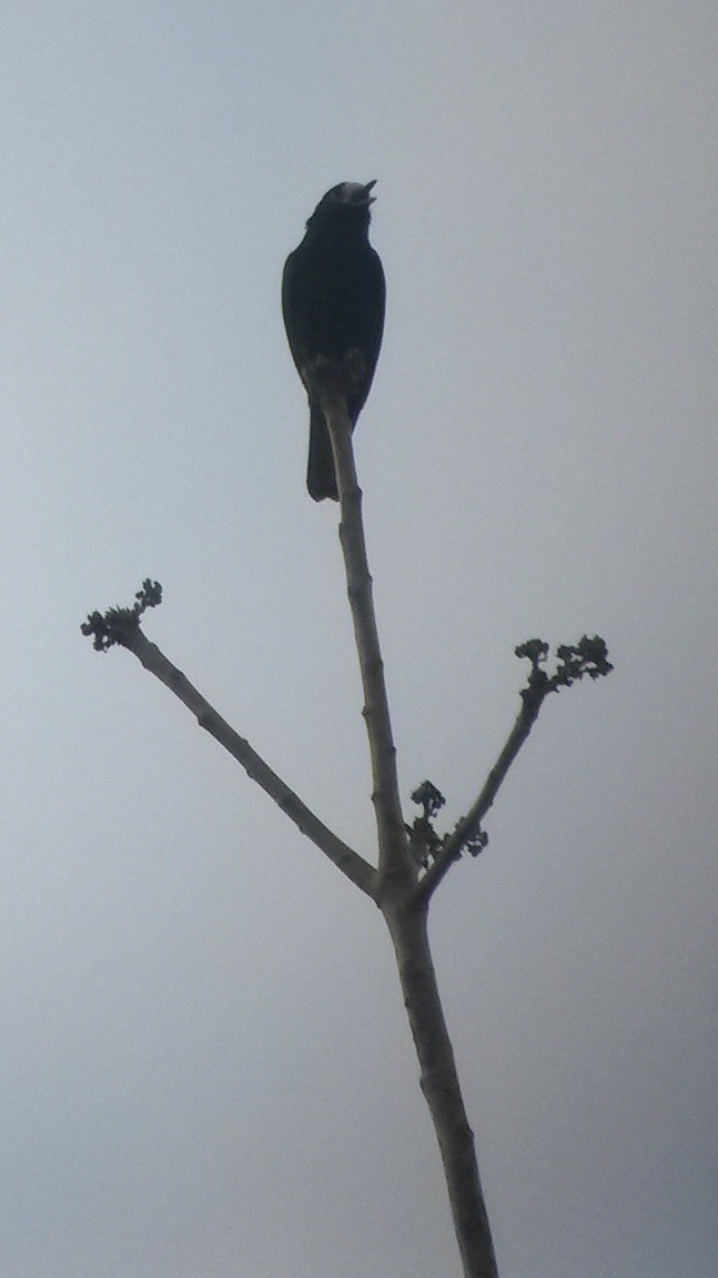 White-fronted Tit - Mark Villa