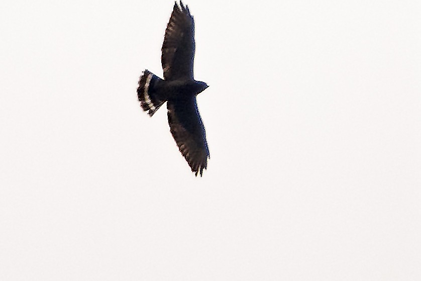 Broad-winged Hawk - ML395854331