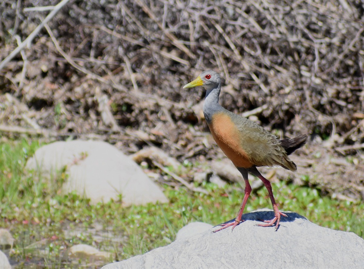 Gray-cowled Wood-Rail - ML395854791