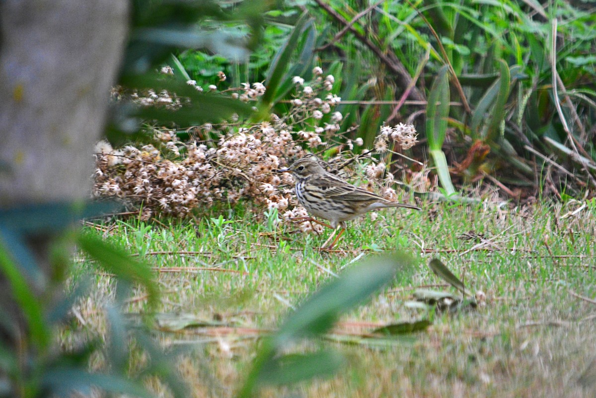 Meadow Pipit - ML395855171