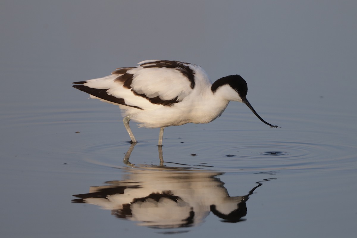 Pied Avocet - ML395855221