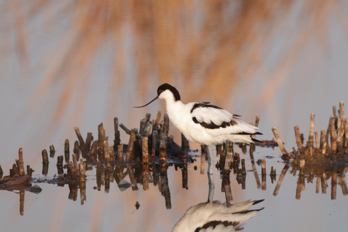 Pied Avocet - ML395855261