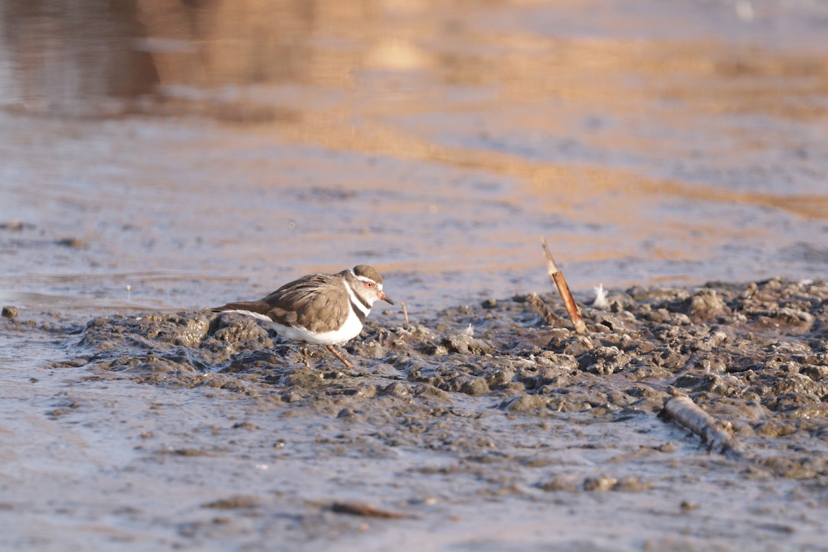 Three-banded Plover - ML395855311