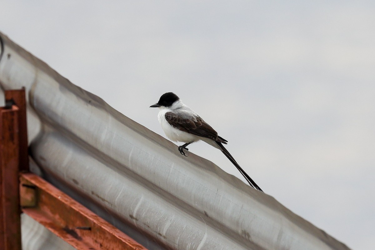 Fork-tailed Flycatcher - ML395855461