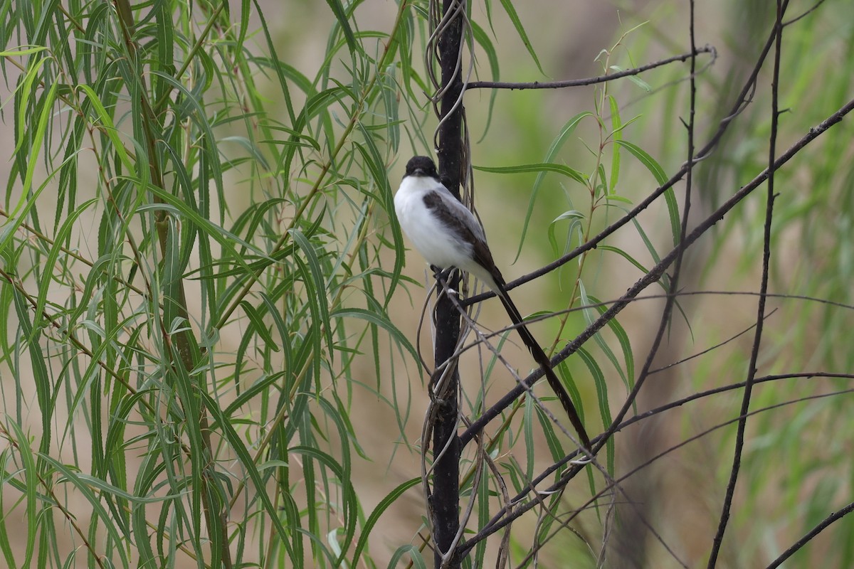 Fork-tailed Flycatcher - ML395855481