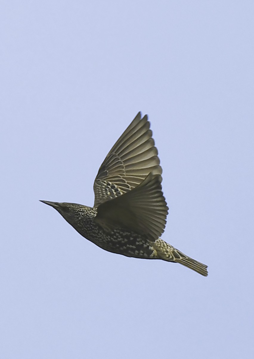European Starling - norman wu