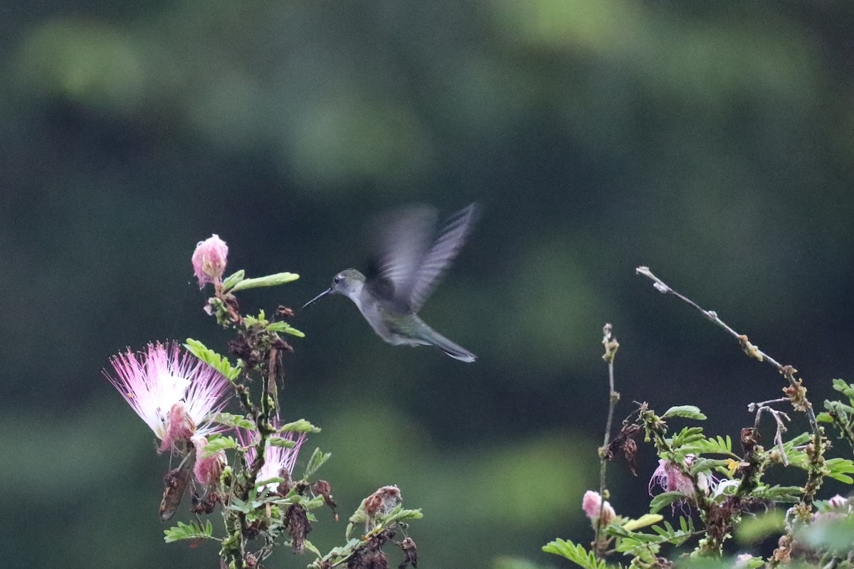 Gray-breasted Sabrewing (largipennis) - ML395857161