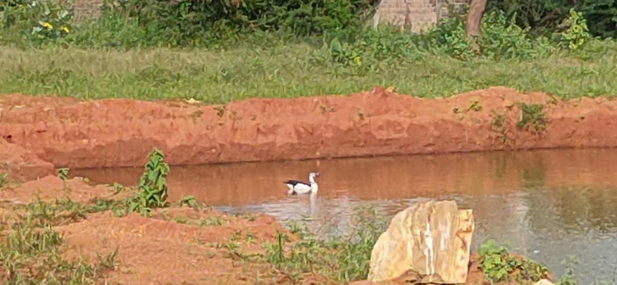 Knob-billed Duck - ML395857891