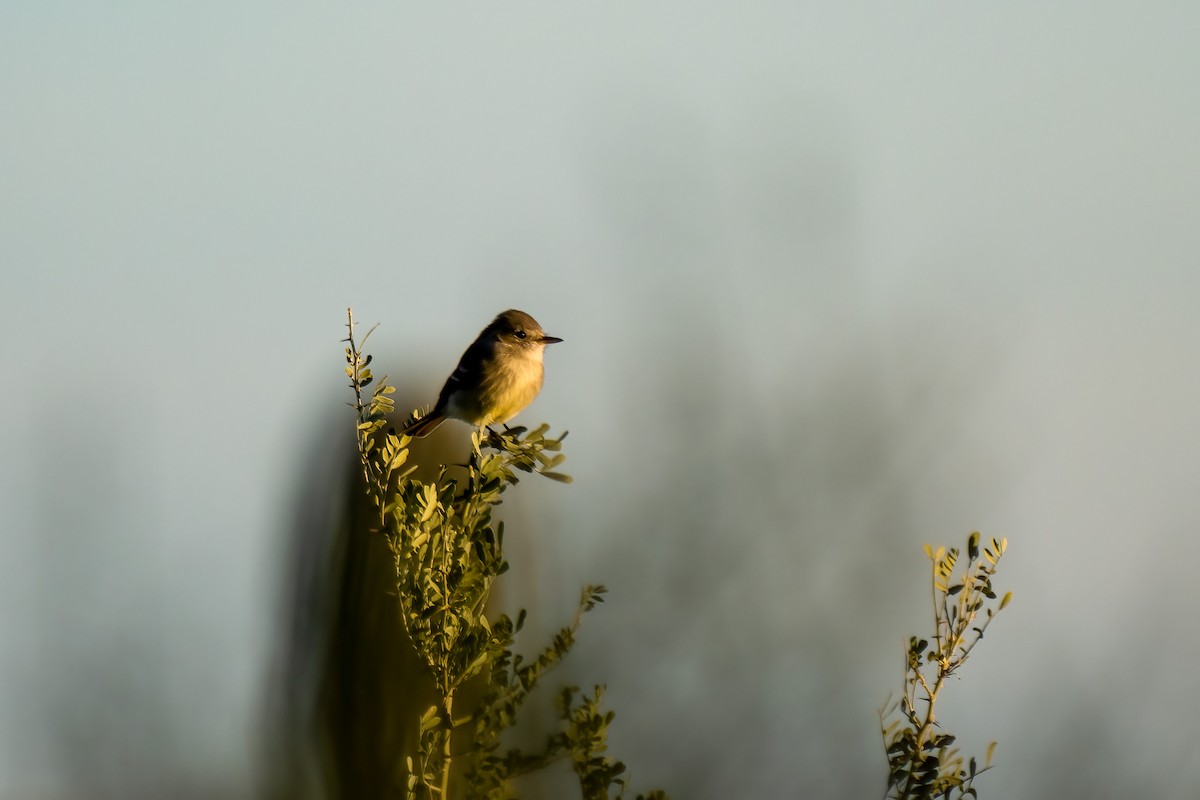 Gray Flycatcher - ML395858171