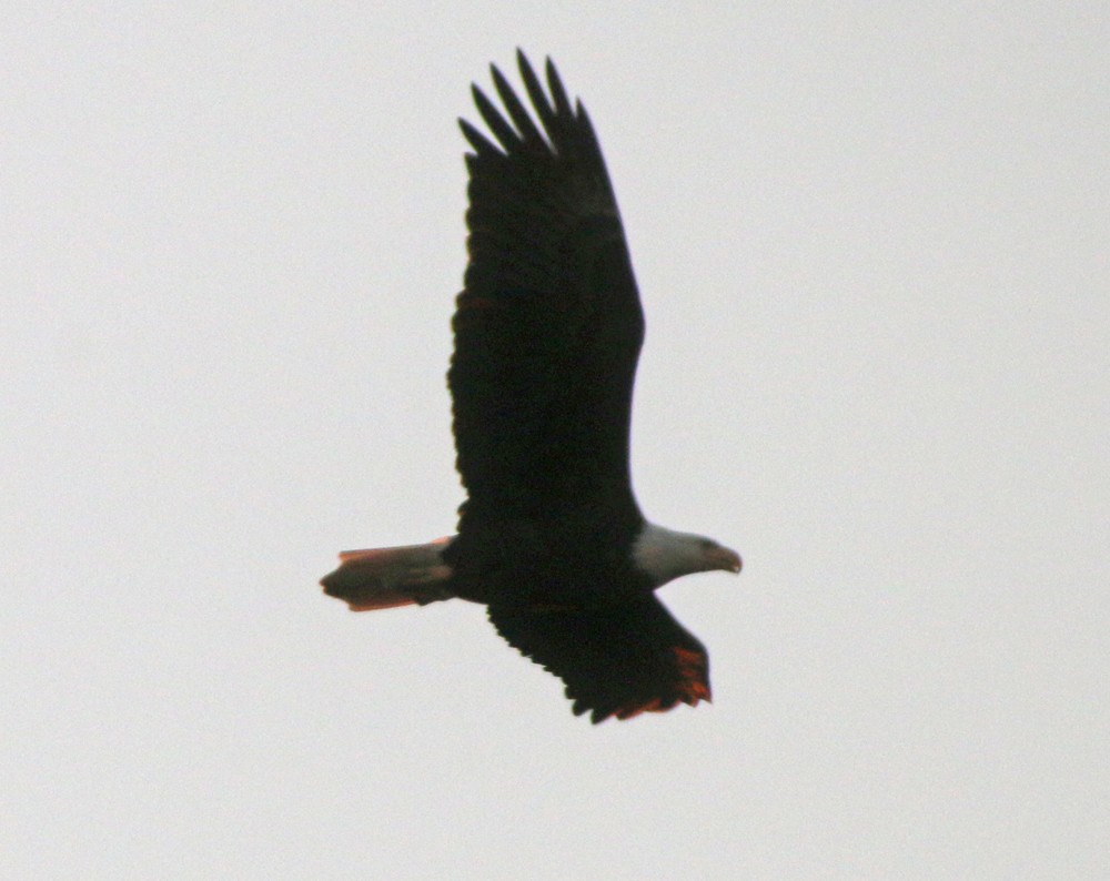 Bald Eagle - ML39585881