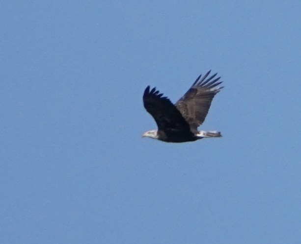 Bald Eagle - ML395860621
