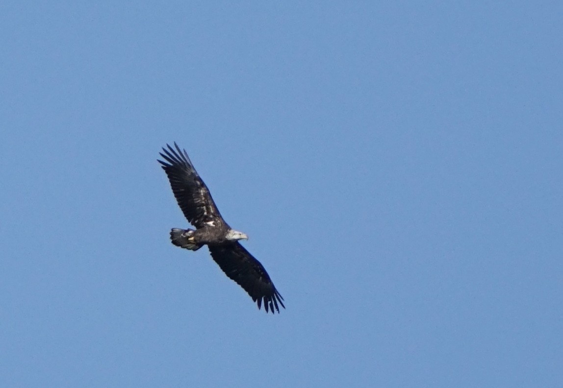 Bald Eagle - ML395860631