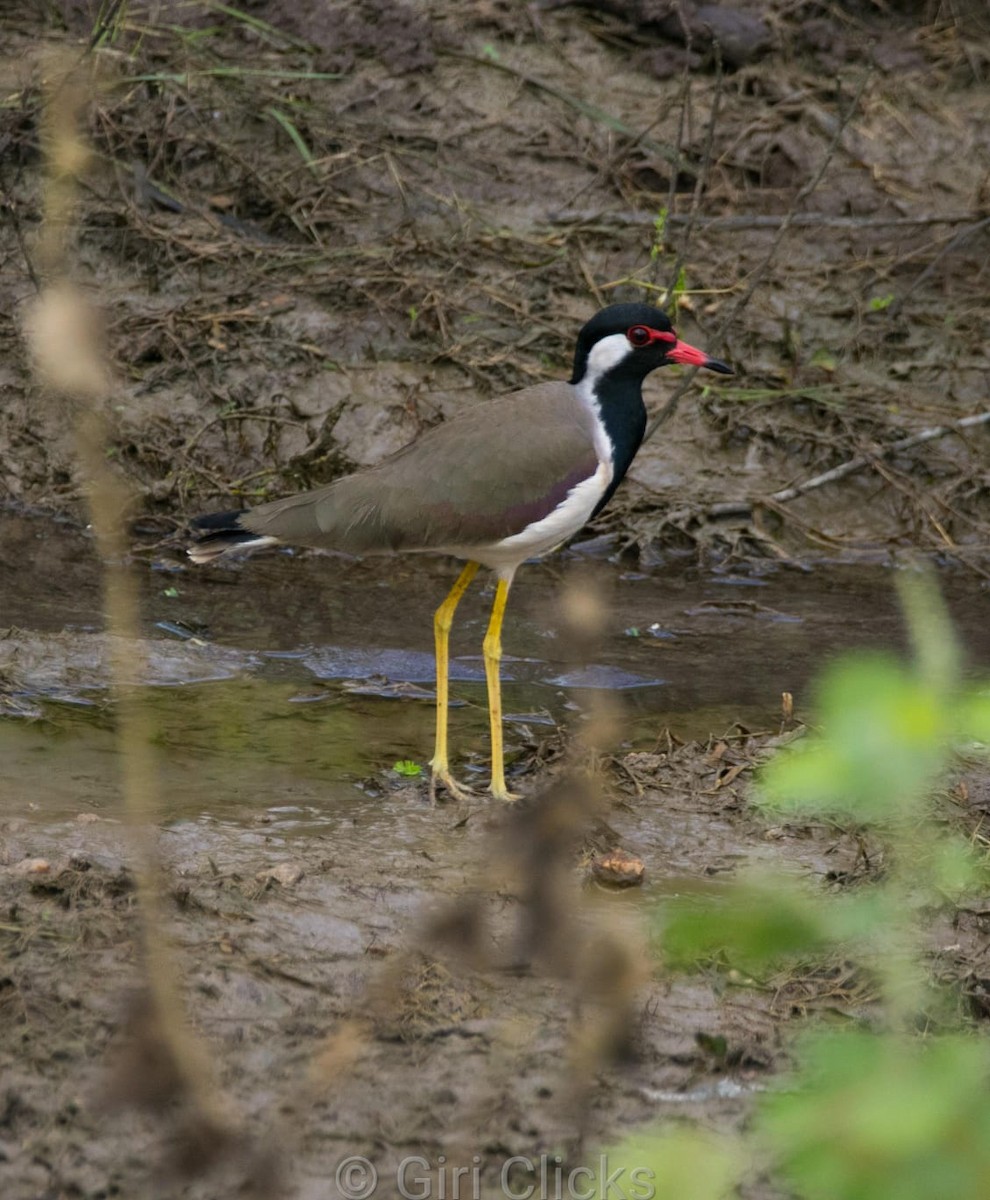 Red-wattled Lapwing - ML395862561