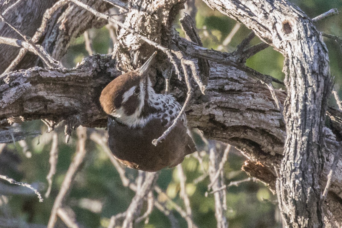 Arizona Woodpecker - ML395862721