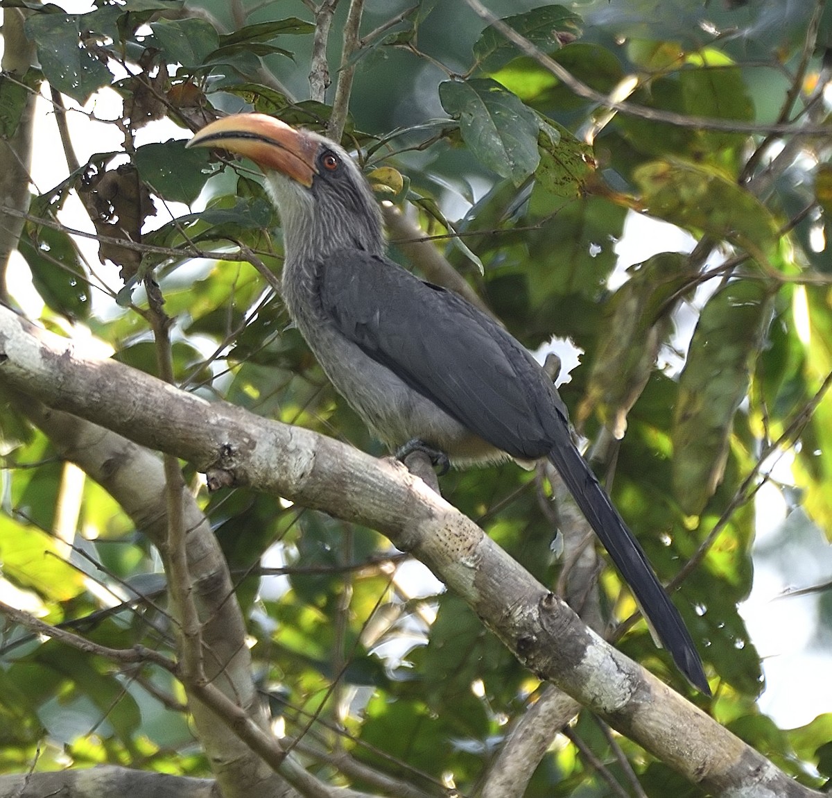 Malabar Gray Hornbill - ML395863071