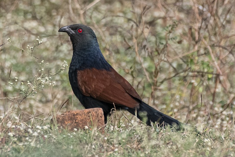 Greater Coucal - ML395863811
