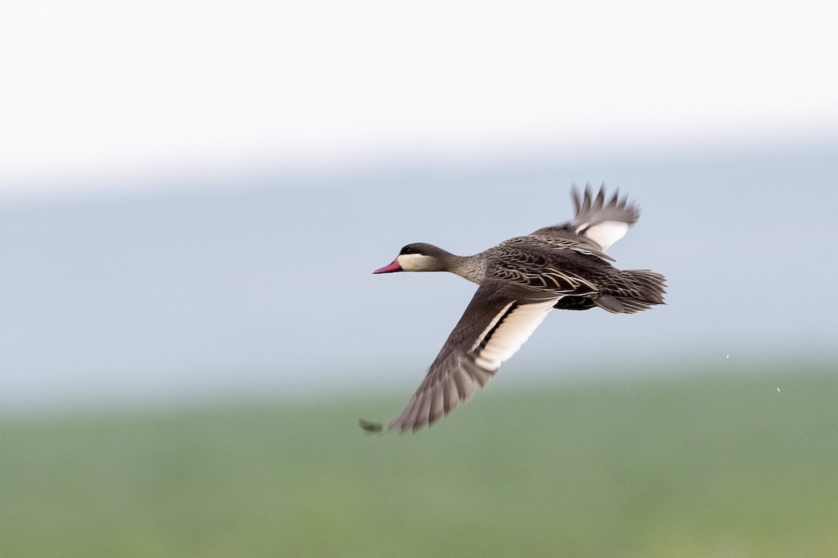 Red-billed Duck - ML395864601