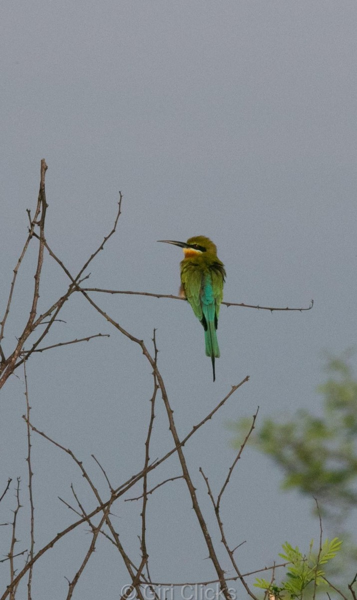 Blue-tailed Bee-eater - ML395864701