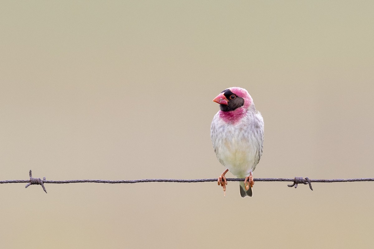 Red-billed Quelea - ML395864981