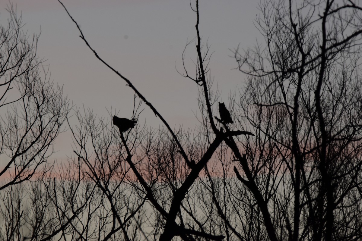 Great Horned Owl - ML395865911