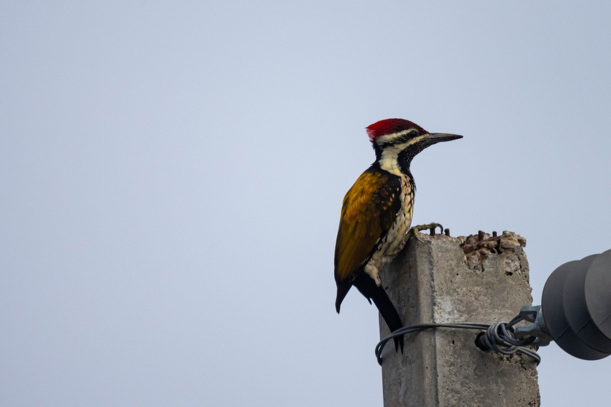 Black-rumped Flameback - Madhu Chandran