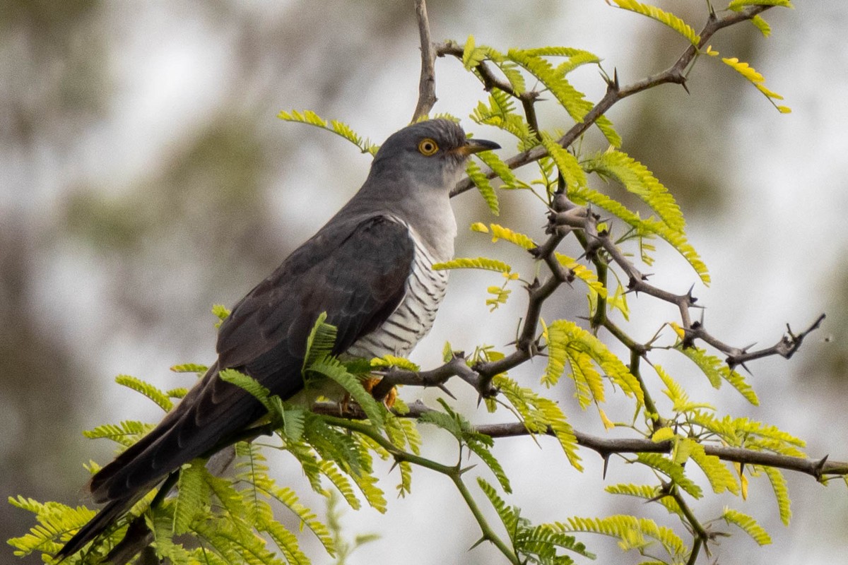 Coucou gris - ML395867351