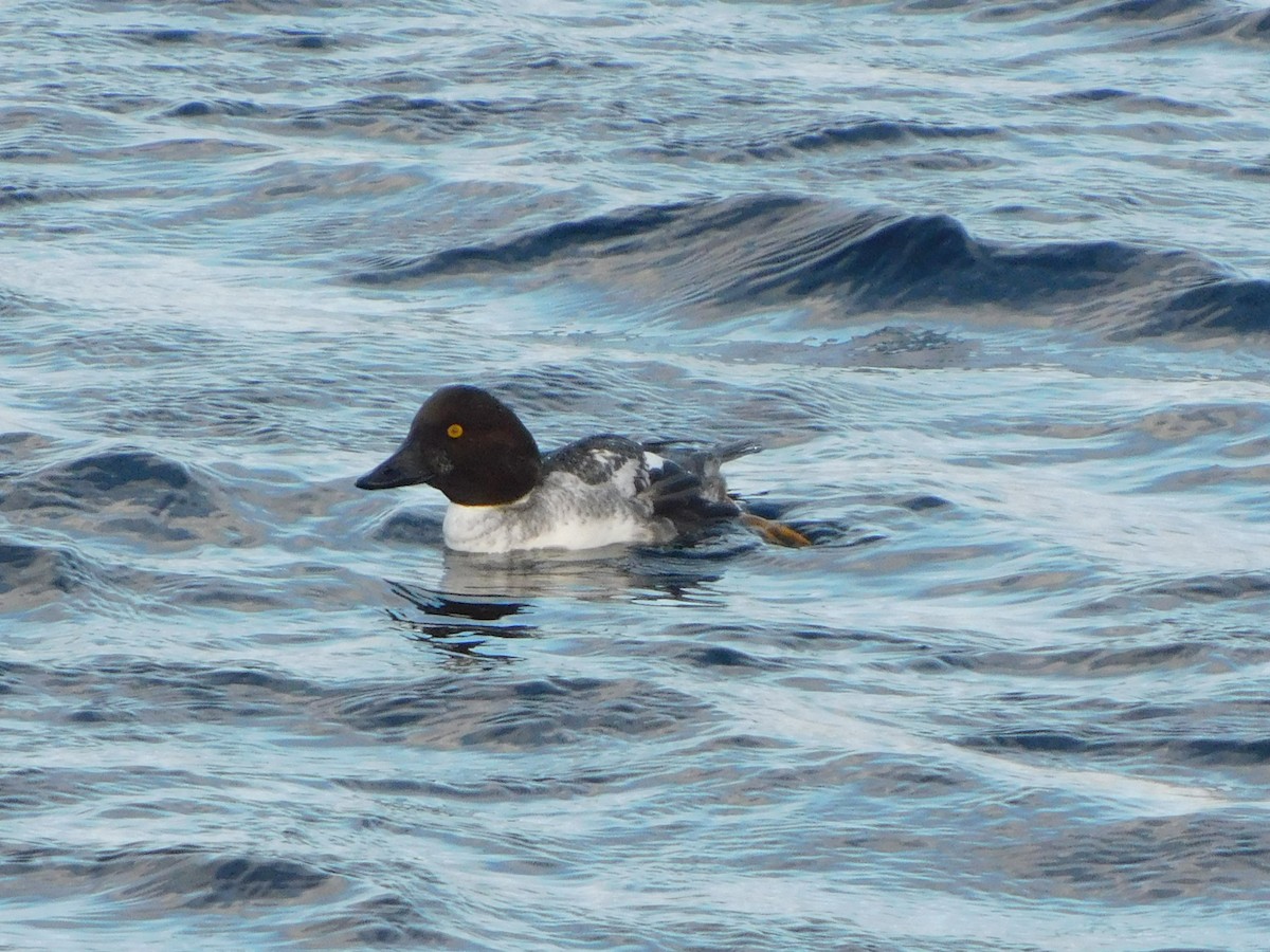 hohol severní - ML395869601