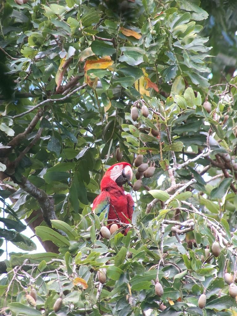 Red-and-green Macaw - ML395870521