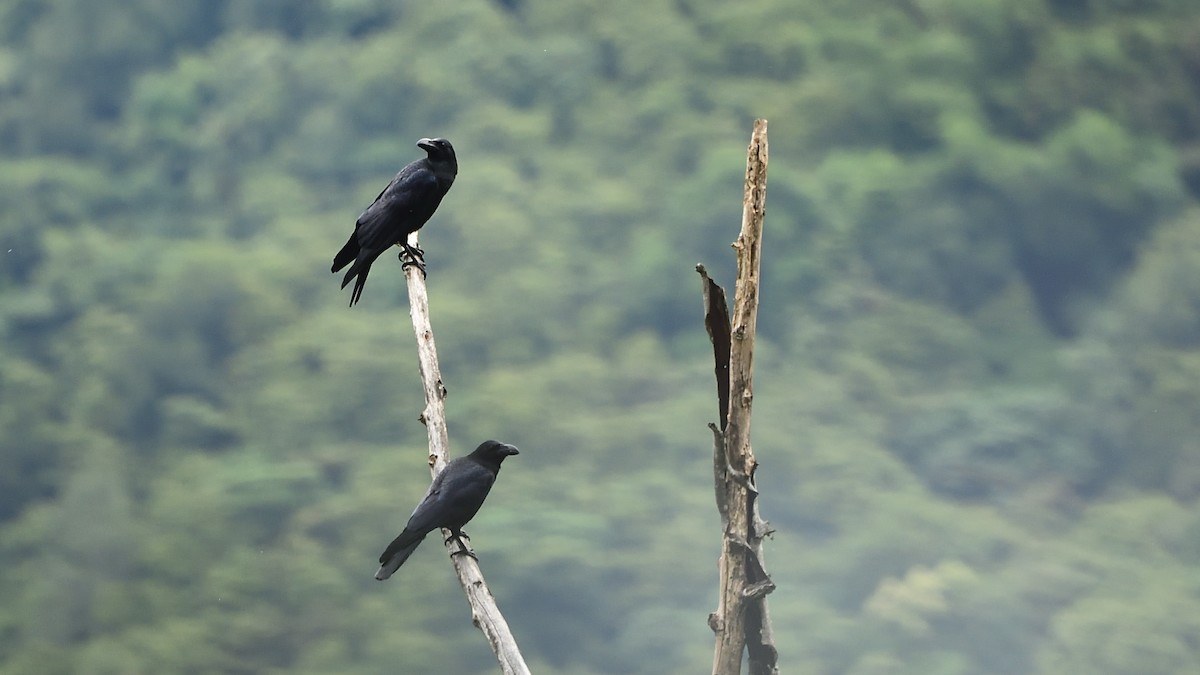 Large-billed Crow - ML395871211