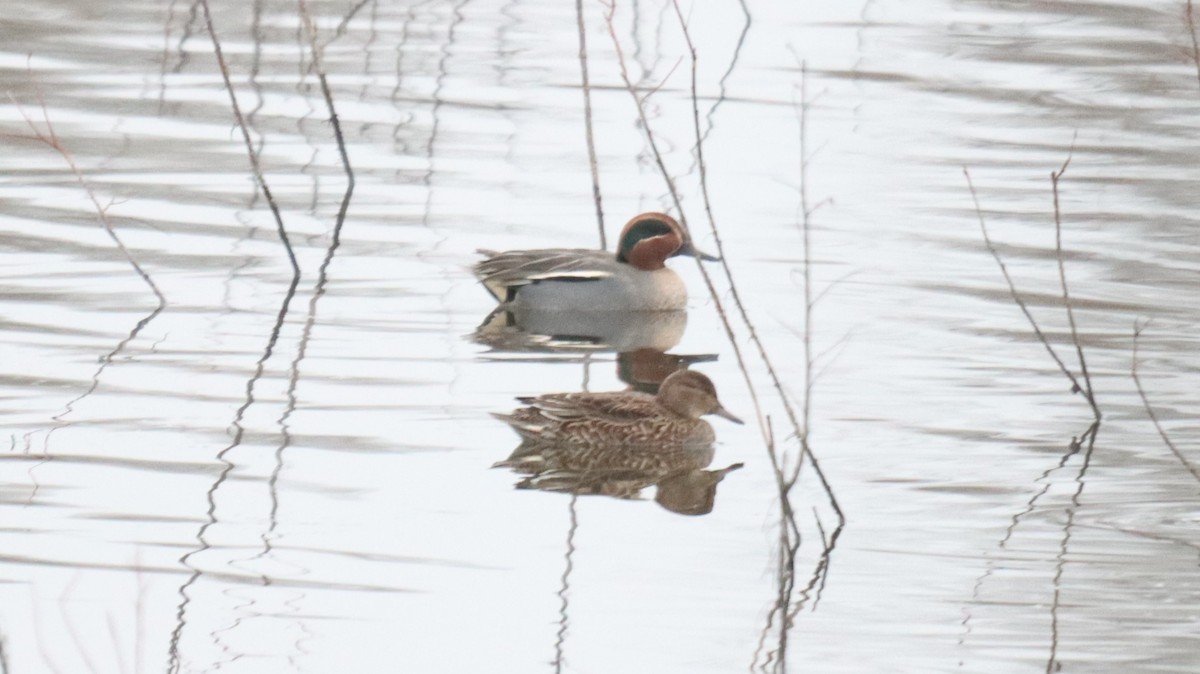 Green-winged Teal - ML395871511