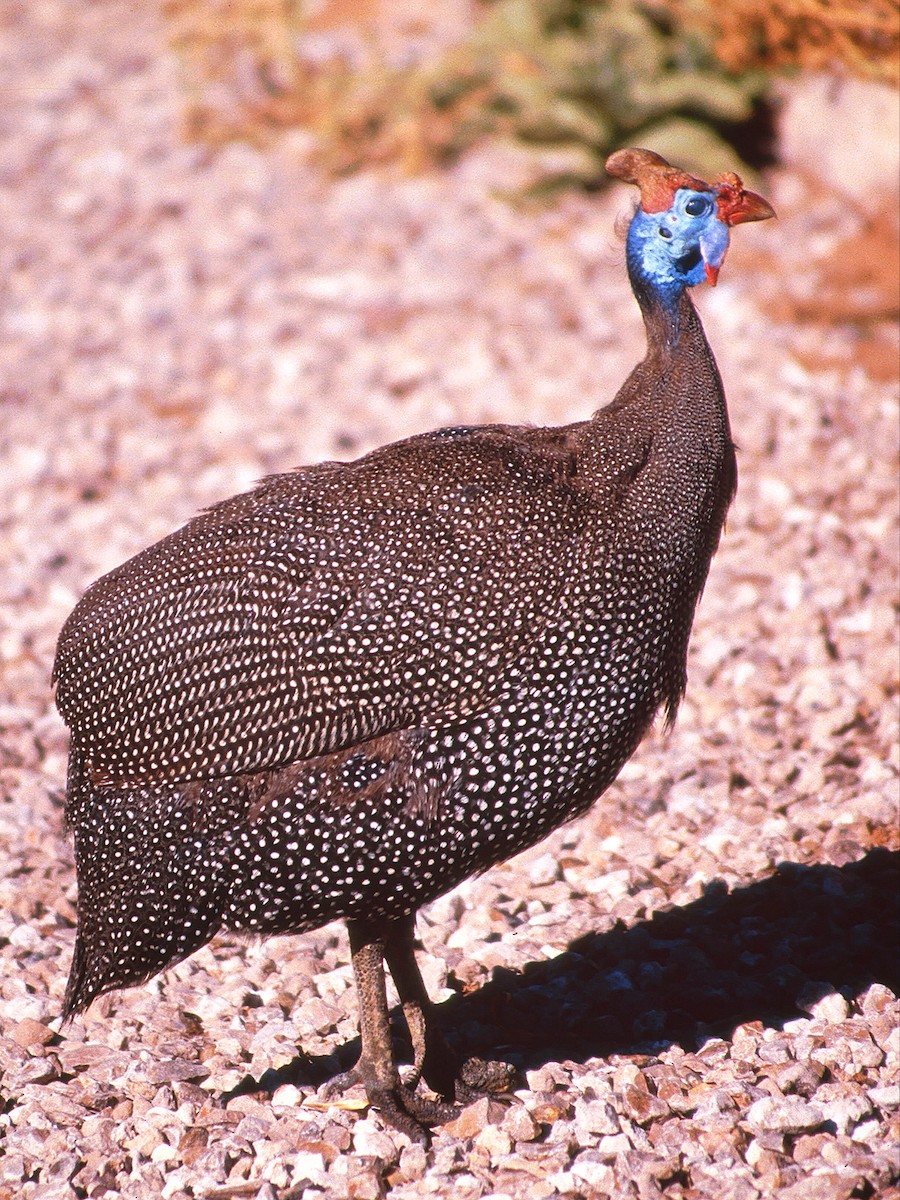 Helmeted Guineafowl - ML395873201