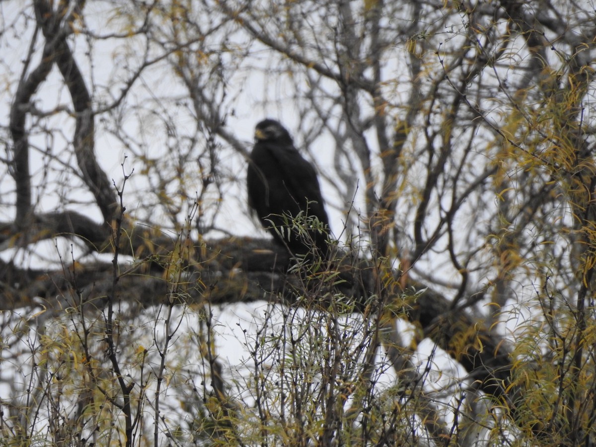 Zone-tailed Hawk - ML395874231